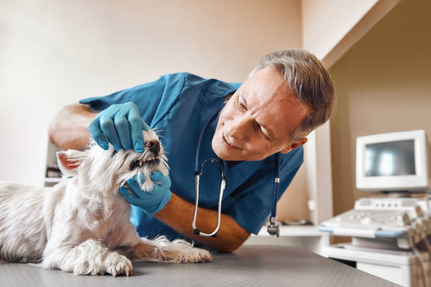 Best Emergency Root Canal Treatment in Norton Shores, MI